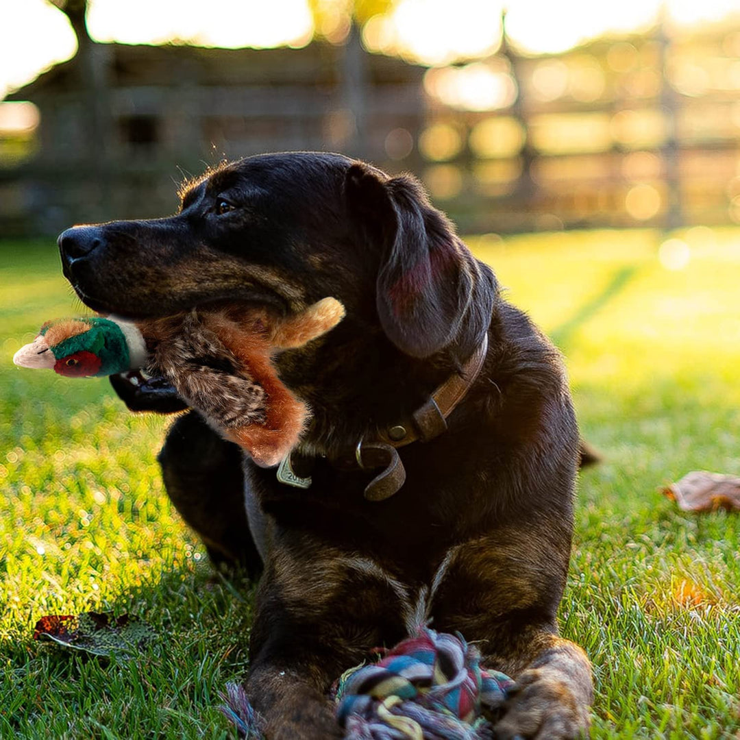 All For Paws Realistic Pheasant Squeaky Plush Dog Toy