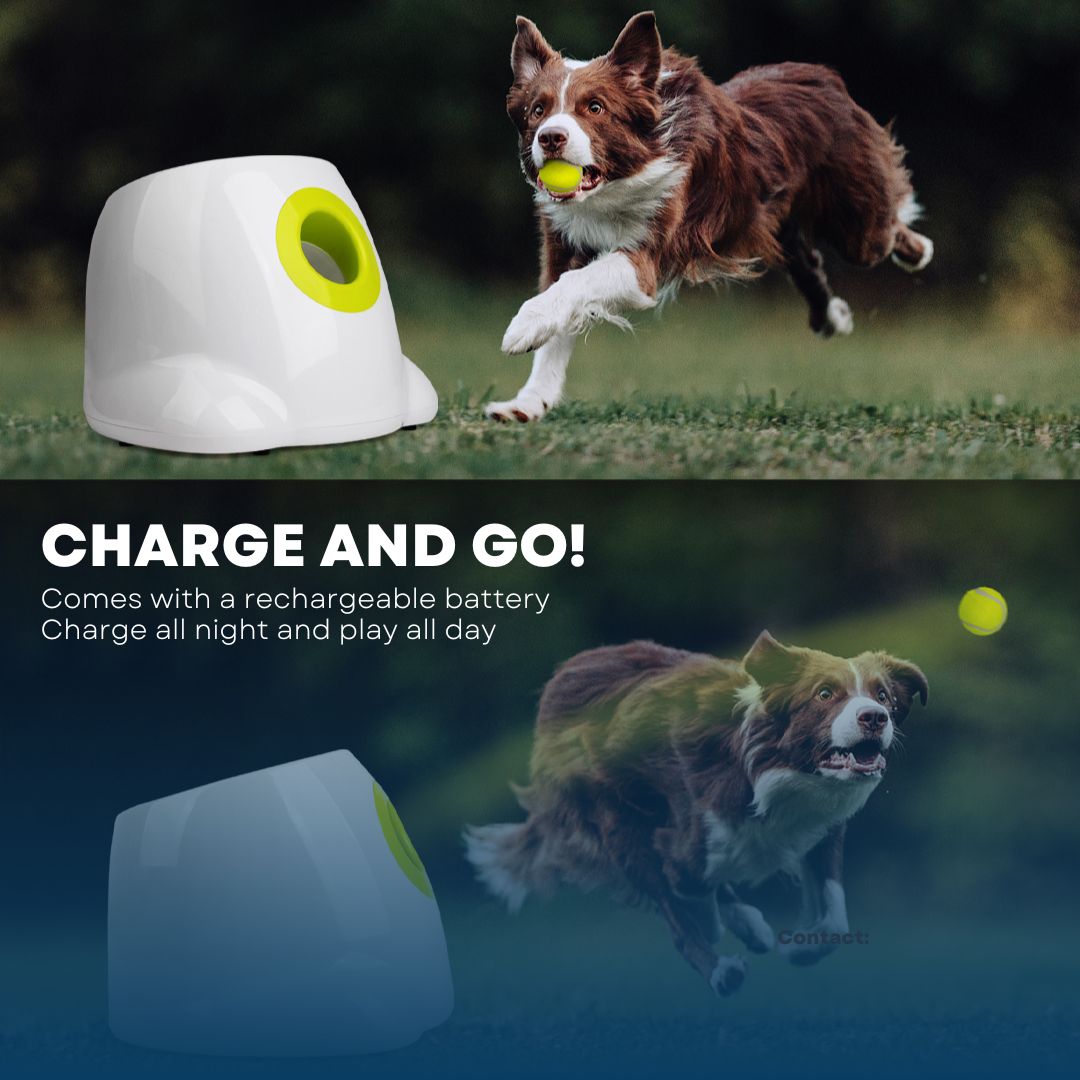 all for paws ball launcher