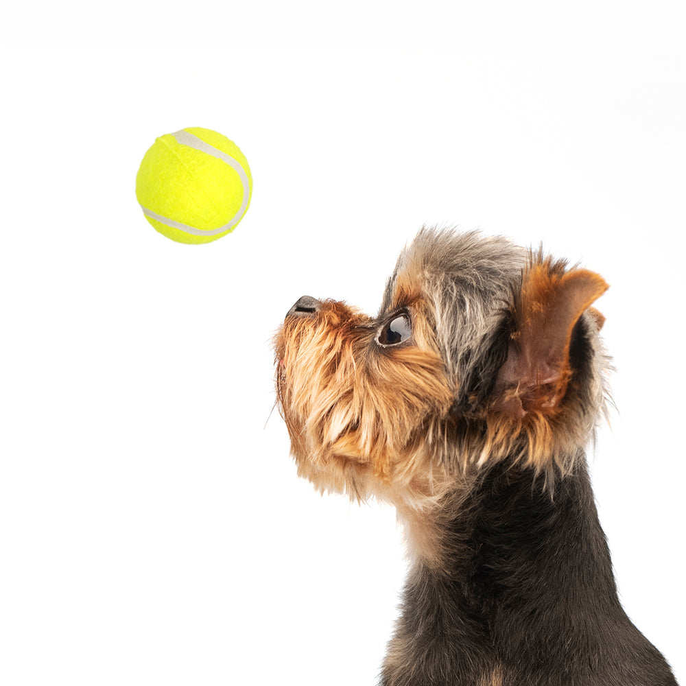 All For Paws Dog Tennis Balls for Large Interactive Dogs(Pack of 6)