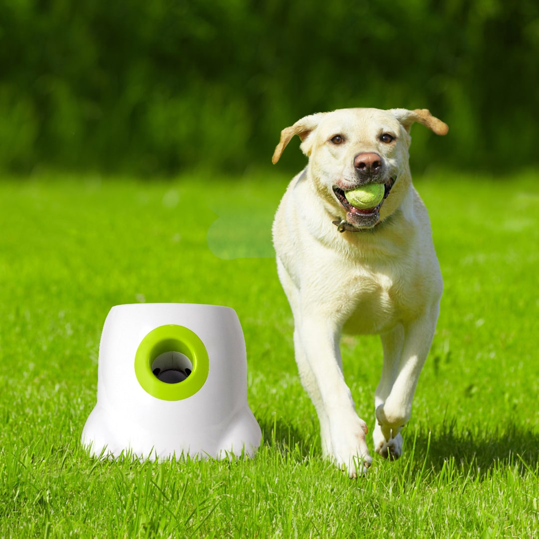 All For Paws Maxi Automatic Ball Launcher Interactive Dog Toy – Wag2me