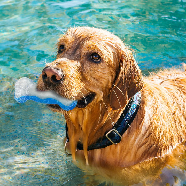 All For Paws Chill Out Ice Bone Dog Cooling Freezer Toys