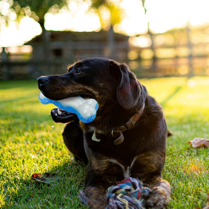 All For Paws Chill Out Ice Bone Dog Cooling Freezer Toys