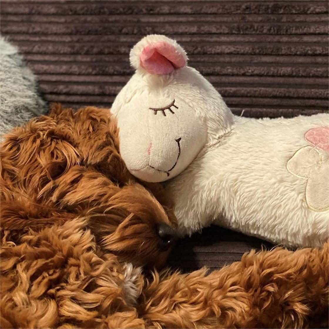 All For Paws Heart Beat Sheep Behavioral Aid Plush Dog Toy | White